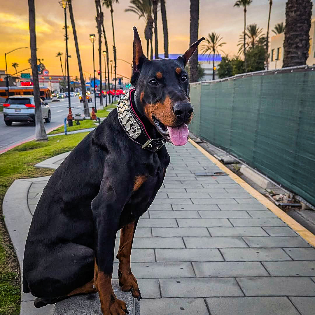 The "Kennel" collar- personalized!-2